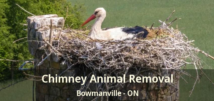 Chimney Animal Removal Bowmanville - ON
