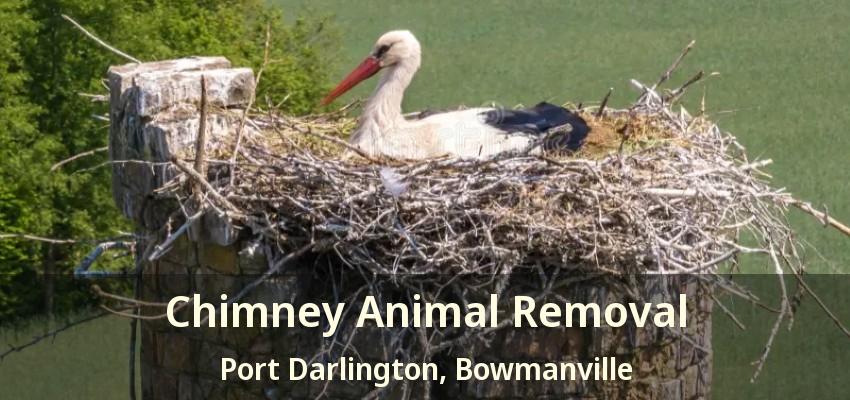 Chimney Animal Removal Port Darlington, Bowmanville - ON