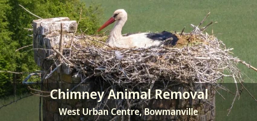 Chimney Animal Removal West Urban Centre, Bowmanville - ON