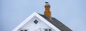 Chimney Nest Removal Bowmanville